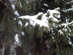 The boughs of this tree are weighed down with snow