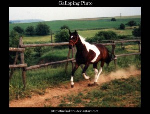 Galloping_Pinto_by_furikakeru