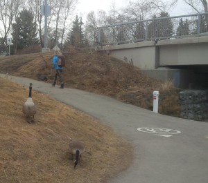The pathways are shared by geese and people alike